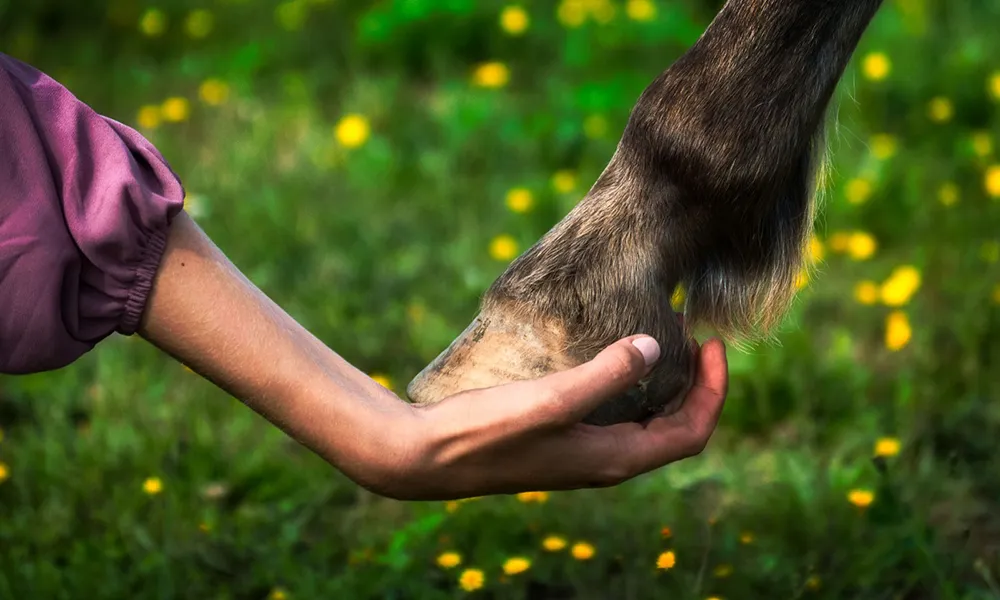 Tierfotografie: Frau hält Hufe