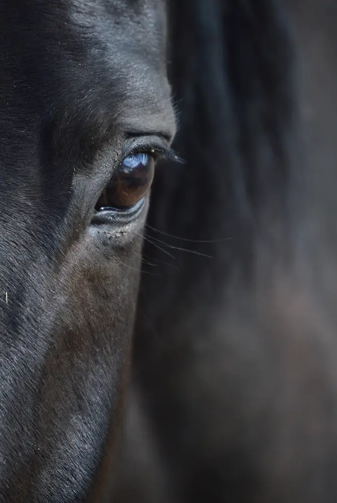 Nahaufnahme von dem Auge eines Pferdes