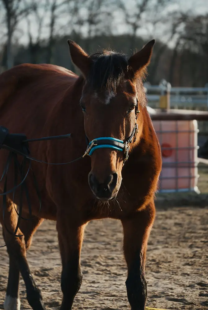 Pferd beim Equikinetic® Training
