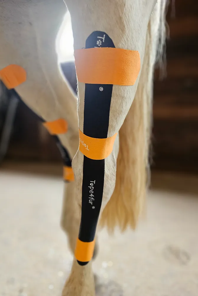 Kinesio-Taping an einem Pferdebein