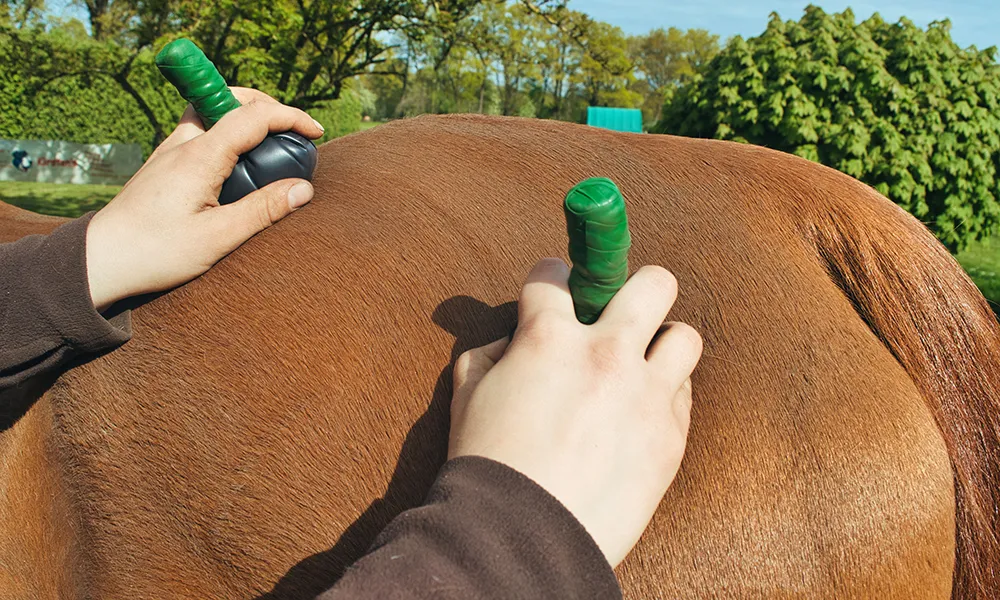 Pferd bekommt Moorstempelmassage