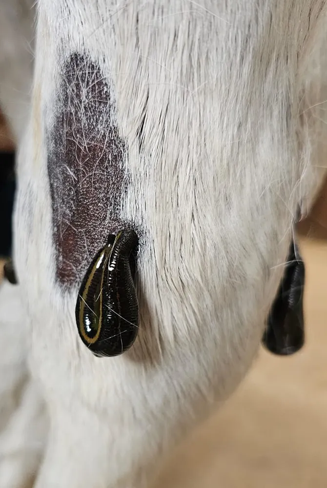 Blutegeltherapie bei Pferden