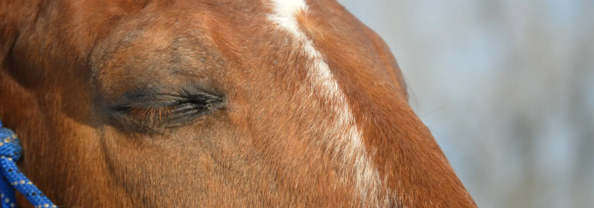 Pferd mit geschlossenen Augen