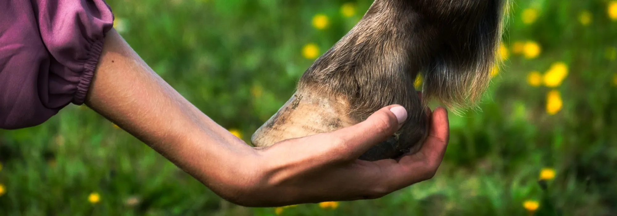 Hand hält Pferdehuf auf einer Wiese