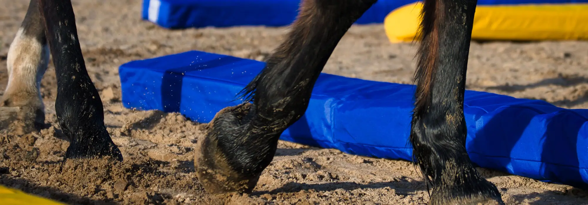 Pferd beim Dual-Aktivierung® Training