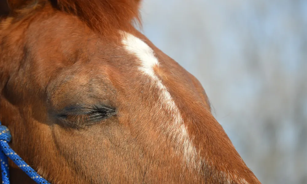 Pferd genießt eine Massage