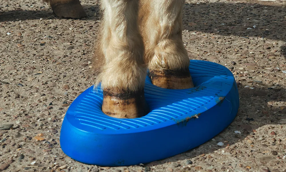 Pferd steht auf einem Balance-Pad