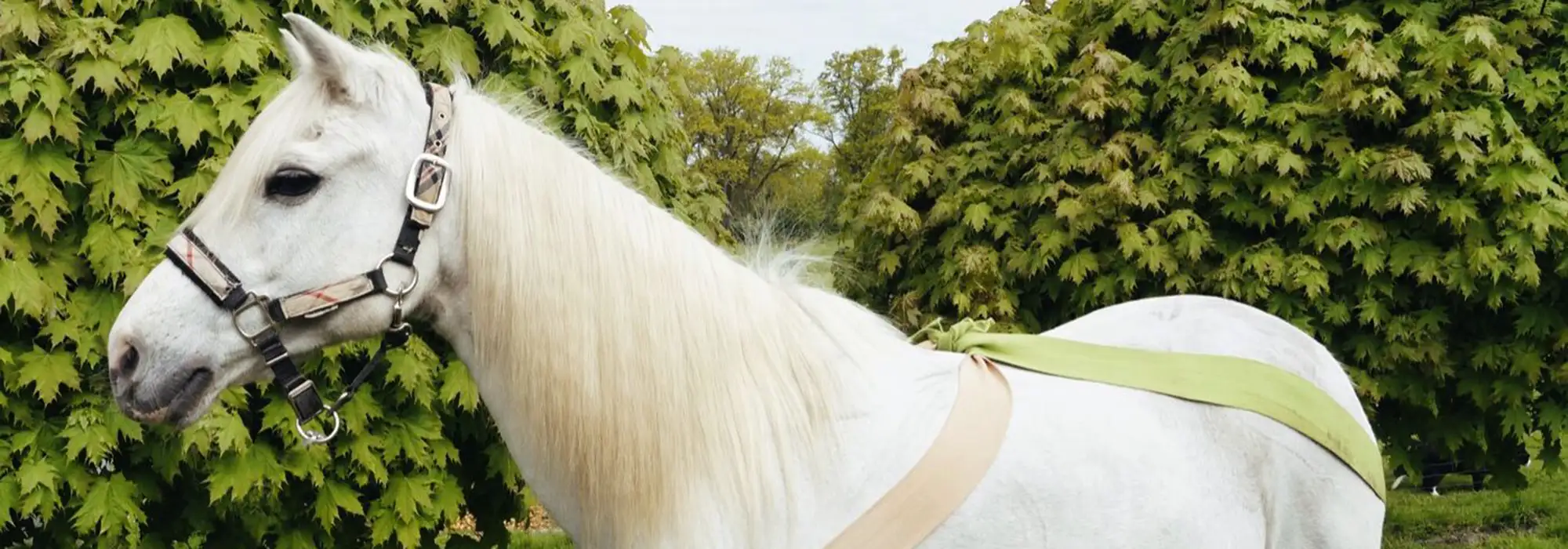 Pferd macht Rehatraining