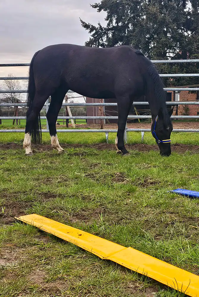 Pferd beim Dual-Aktivierung® Training