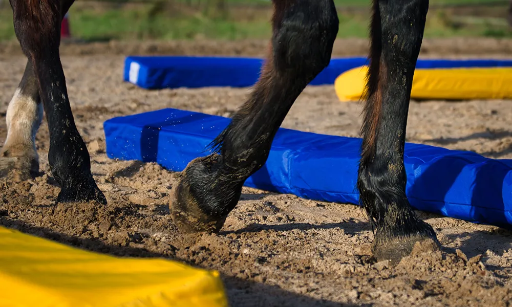 Dualaktivierung® nach M. Geitner
