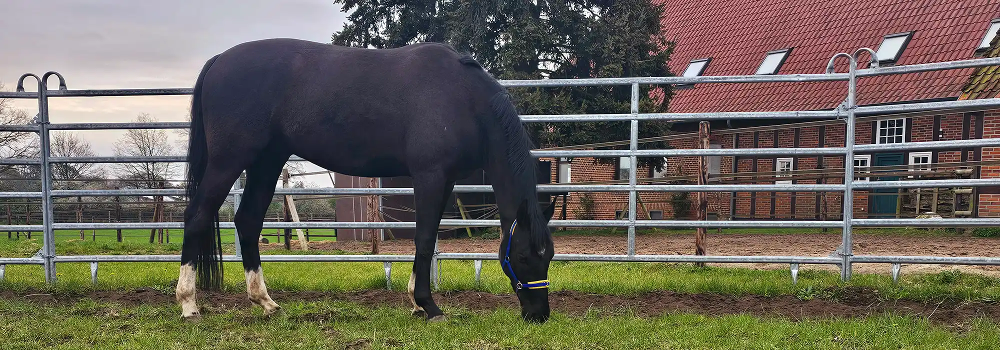 Pferd grast auf einer Koppel